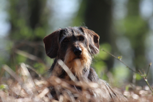 Foto: H-H Matthies