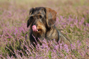 Foto: H-H Matthies
