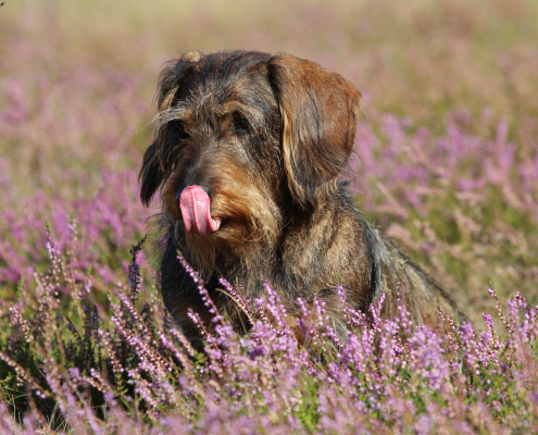 Foto: H-H Matthies