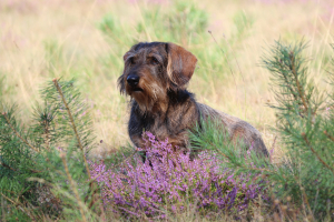 Foto: H-H Matthies