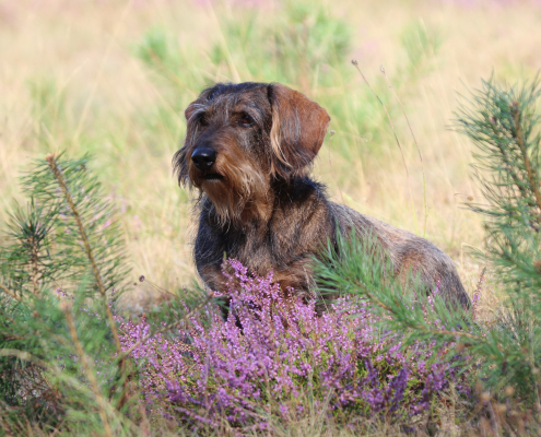 Foto: H-H Matthies