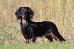 Foto: H-H Matthies
