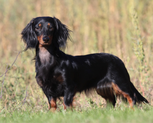 Foto: H-H Matthies